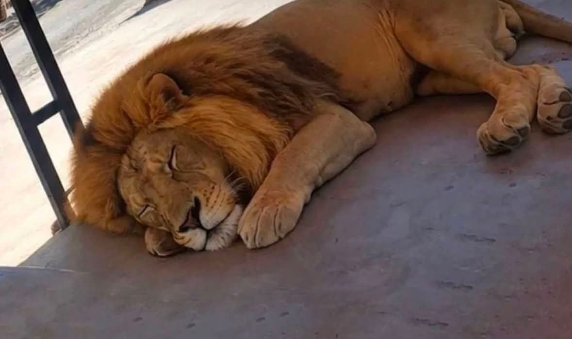 أسد في اللبوة… وزارة الزراعة تتحرك لإنقاذه ونقله إلى مكان آمن