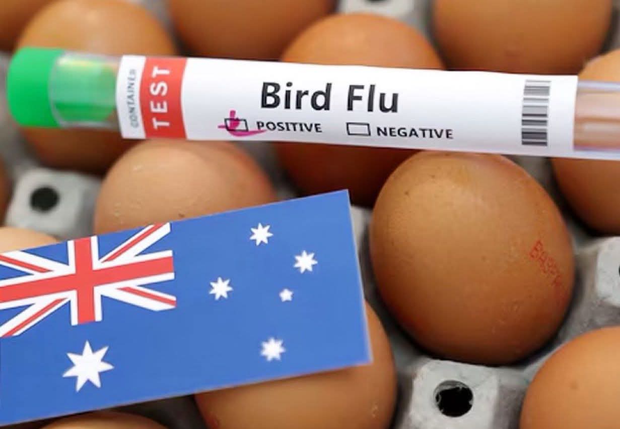 أستراليا تؤكد أول إصابة بإنفلونزا الطيور H5N1 بين الثدييات المحلية