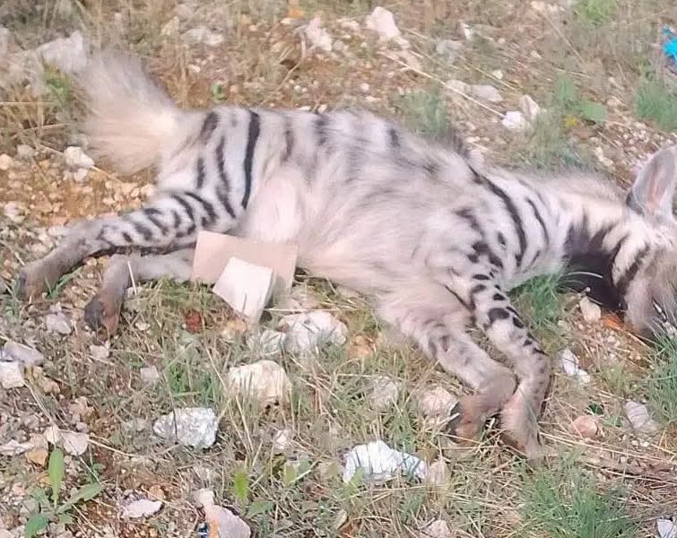 كشافة البيئة" استنكرت قتل الضبع المخطط في أحراج بلونة