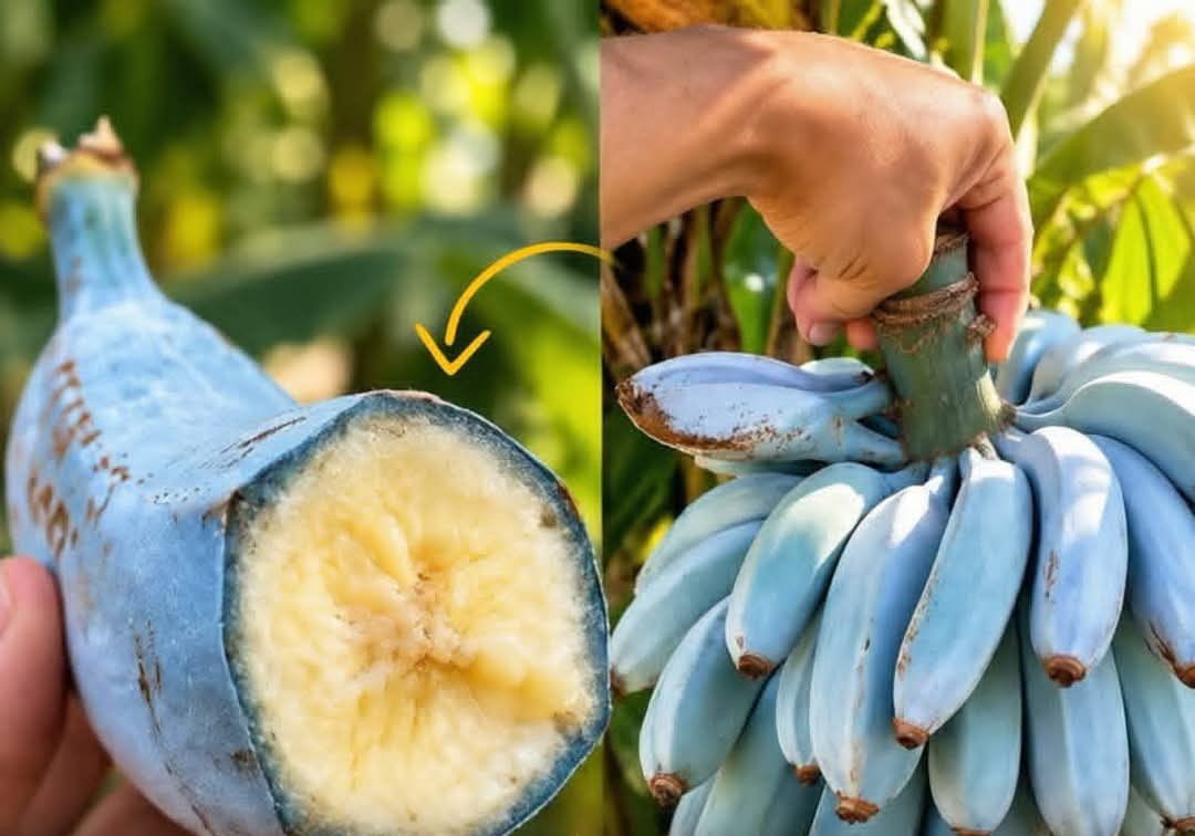 موز أزرق