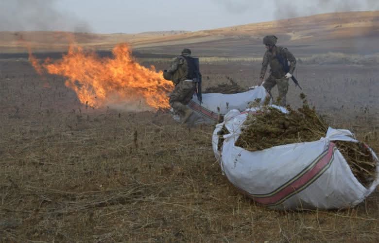 الجيش يتلف حوالي ١٨٠ دنمًا من حشيشة الكيف